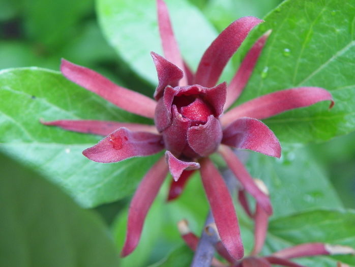 calycanthus floridus