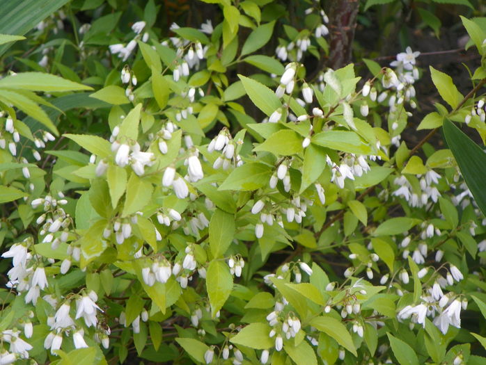 deutzia Nikko