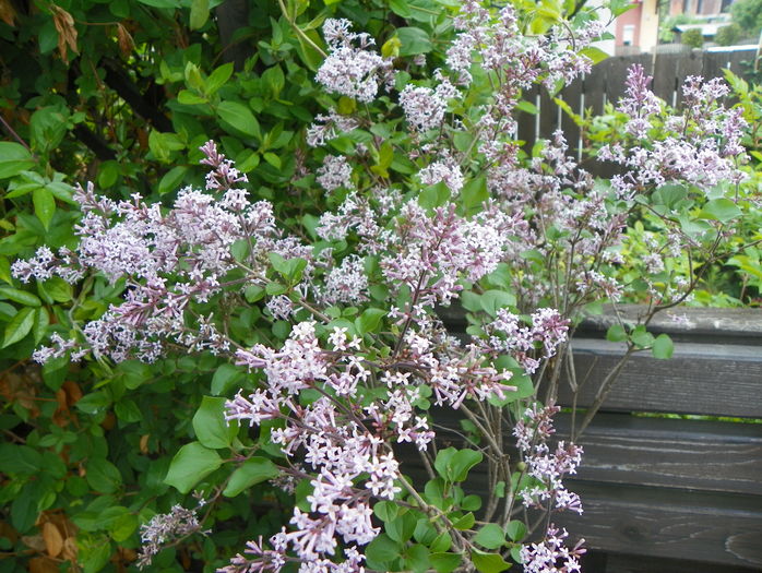 liliac Palibin