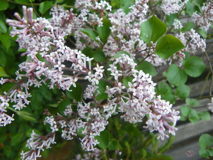 liliac Palibin