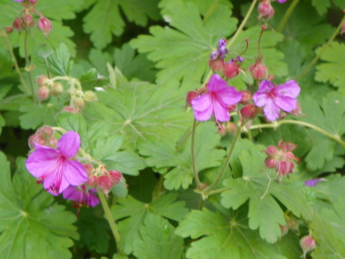 cantabrigiense - Geranium 2016