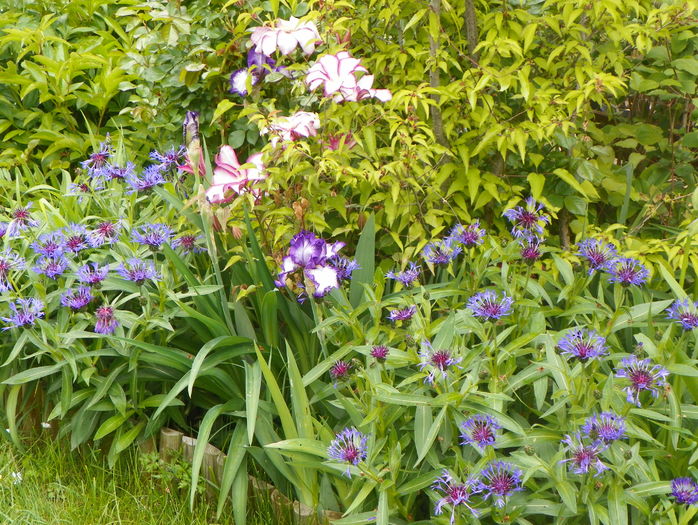 9 mai (65) - Gradina 2016