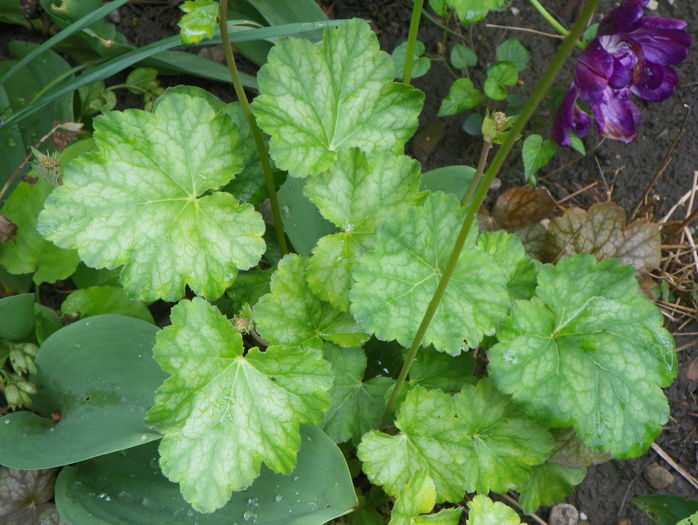 heuchera Dale's Strain