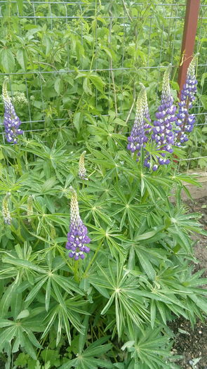 Lupin - outdoor