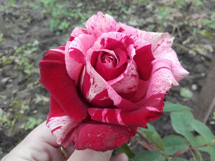 floarea rezistă două săptămâni