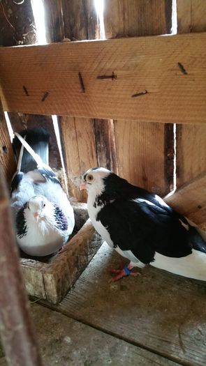 20160428_125930; Mascul negru cecar 2015  2,3 tumbe cu bataie....Femela 2015 nezburata
