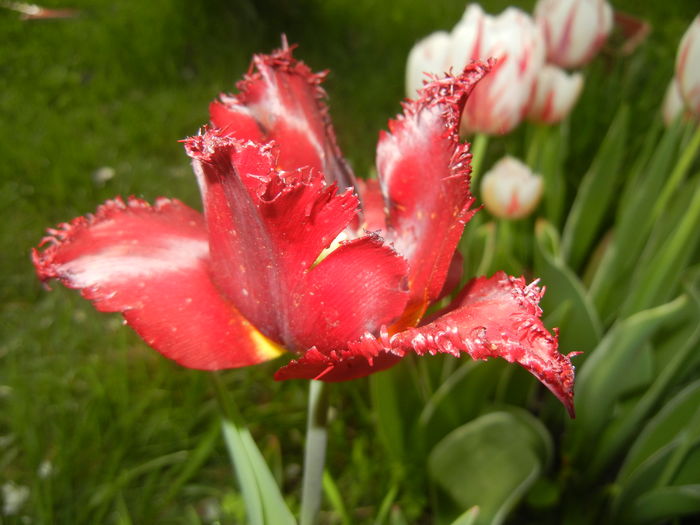 Tulipa Pacific Pearl (2016, April 14)