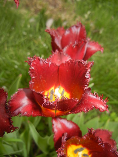 Tulipa Pacific Pearl (2016, April 14) - Tulipa Pacific Pearl