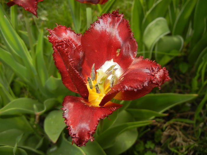 Tulipa Pacific Pearl (2016, April 14) - Tulipa Pacific Pearl