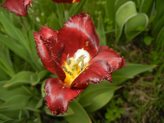 Tulipa Pacific Pearl (2016, April 14)