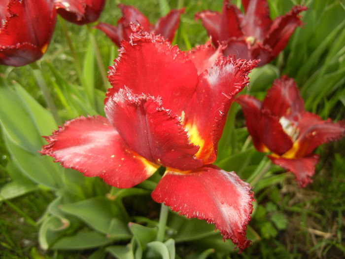 Tulipa Pacific Pearl (2016, April 14)