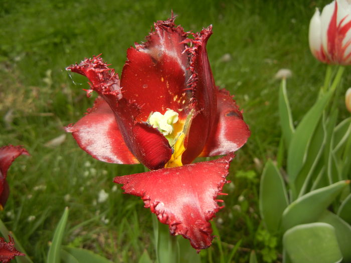 0414 Tulipa Pacific Pearl (2016, April 14)11 - Tulipa Pacific Pearl