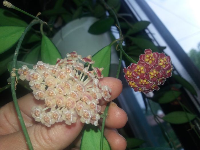 rosarioaie si david cumingi - hoya infloriri