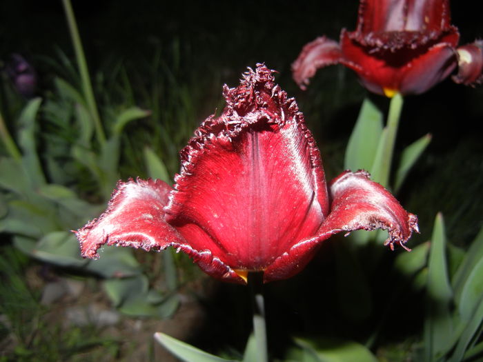 Tulipa Pacific Pearl (2016, April 15) - Tulipa Pacific Pearl