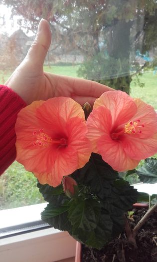 20160310_113117 - trandafirii chinezesti-hibiscus rosa sinensis