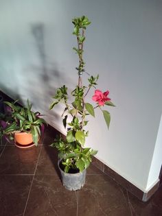 flori 002; Trandafir japonez rosu
