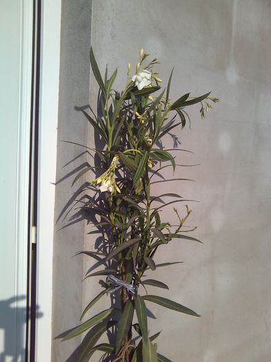 flori 010; Leandru alb
