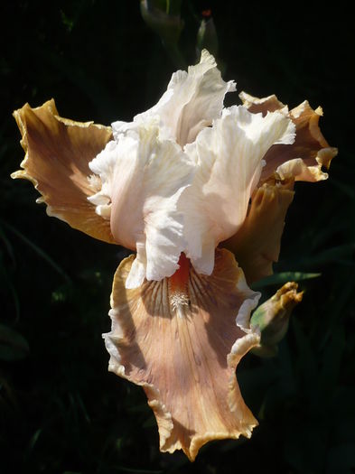 09.05.2016 - GRADINA 2016-1