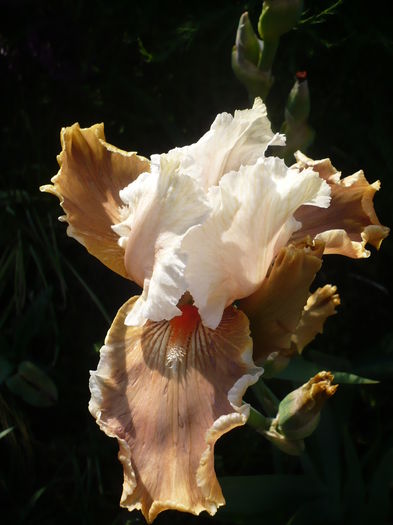 P1260456 - GRADINA 2016-1