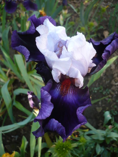 P1260457 - GRADINA 2016-1