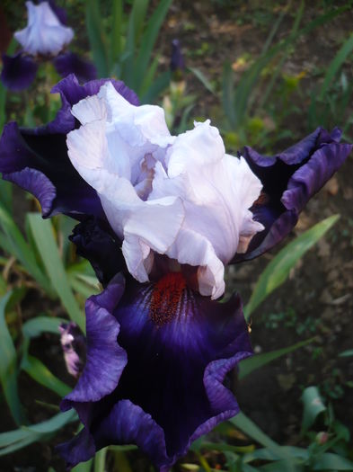 P1260458 - GRADINA 2016-1