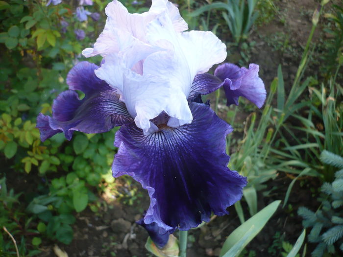 P1260460 - GRADINA 2016-1