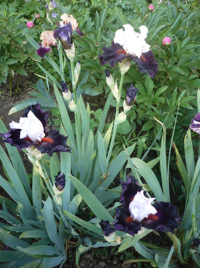 P1260462 - GRADINA 2016-1