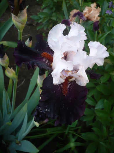 P1260464 - GRADINA 2016-1