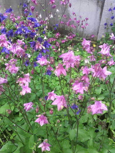 IMG_20160506_165727 - 01-Flori din curtea mea 2016