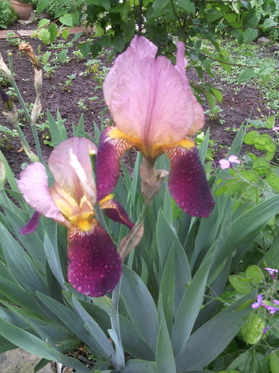 IMG_20160506_165751 - 01-Flori din curtea mea 2016