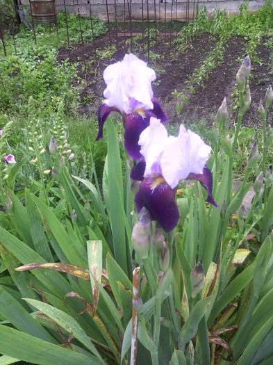 IMG_20160506_165816 - 01-Flori din curtea mea 2016