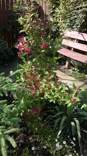 Weigela Red Prince - Plante de gradina
