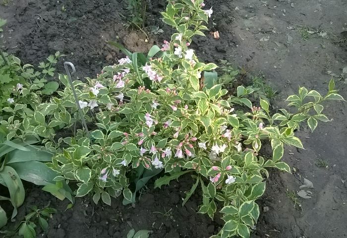 Weigela Nana Variegata - Plante de gradina
