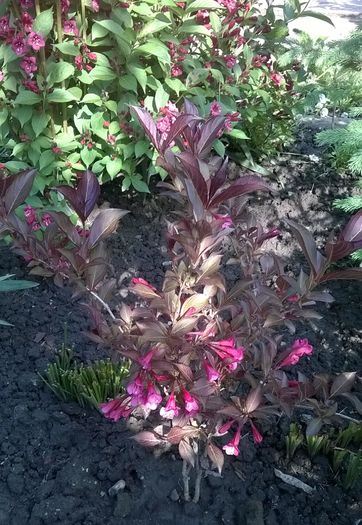 Weigela Florida Alexandra - Plante de gradina