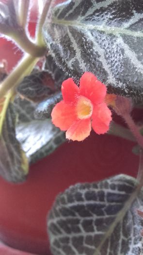 Episcia Jim's red wine