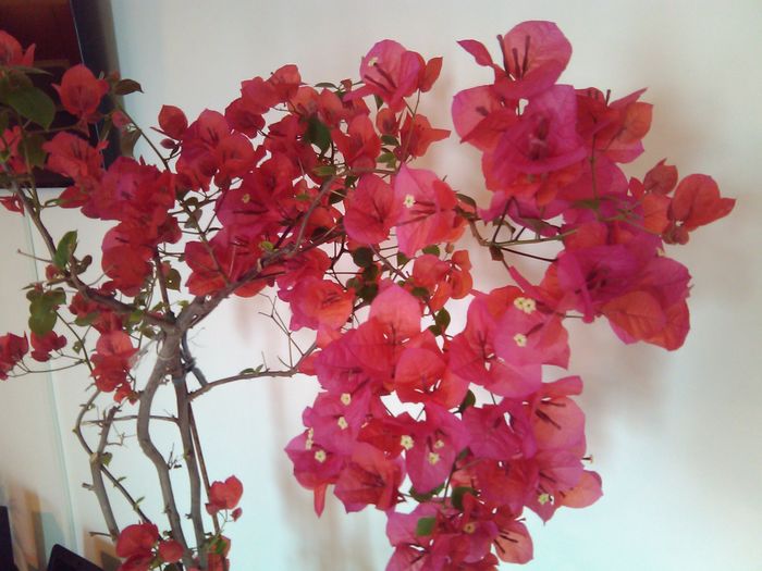 floare de hartie 002