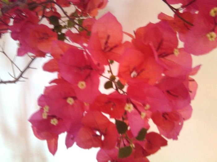 floare de hartie 006