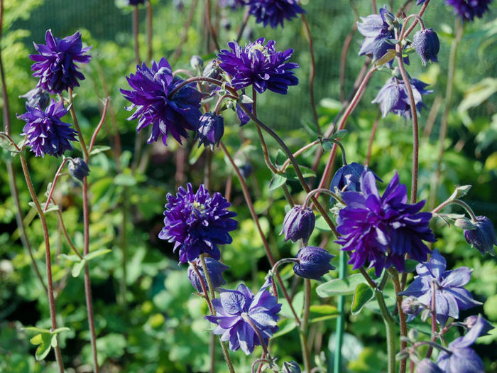 aquilegia_blue_barlow