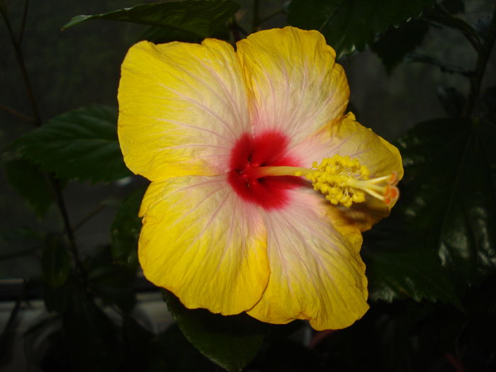 DSC05339 - FLORI 2016