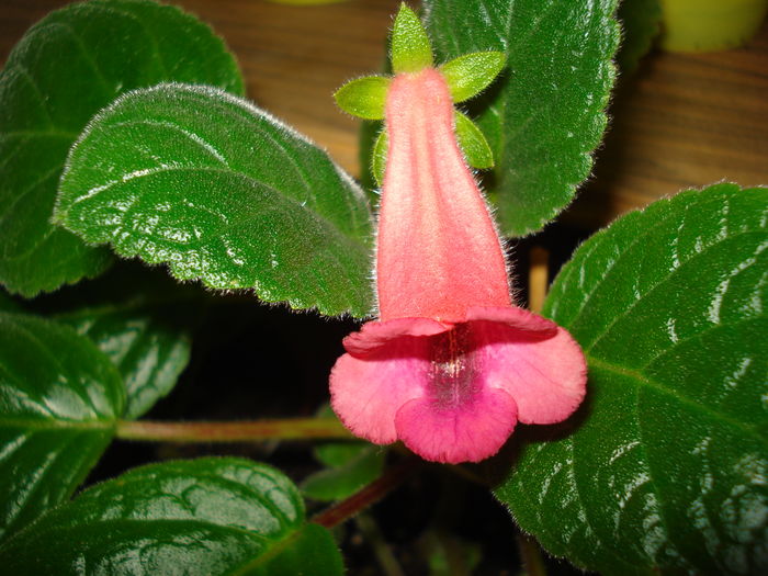 DSC05326 - FLORI 2016