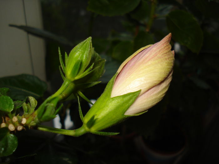 DSC05327 - FLORI 2016