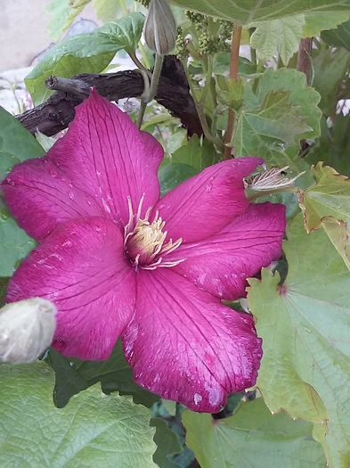 clematita -ville de lyon-