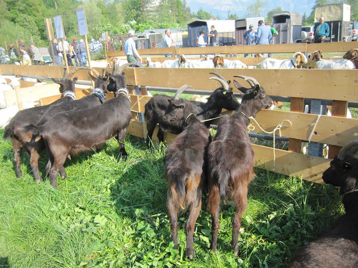 Capre tot de lapte - Rase de oi si capre poze deosebite 11