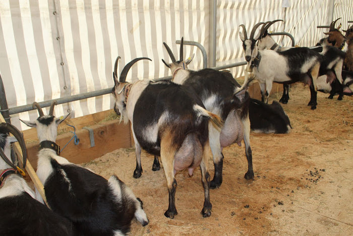 Capritele Paun cu ugere frumoase - Rase de oi si capre poze deosebite 11