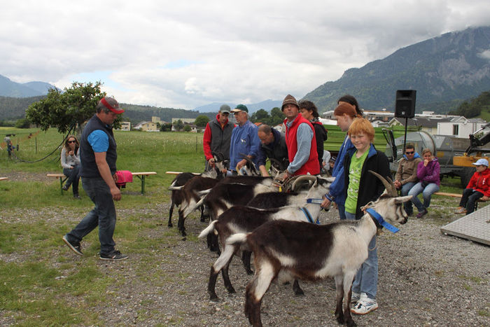 Capritele Paun la examinare - Rase de oi si capre poze deosebite 11