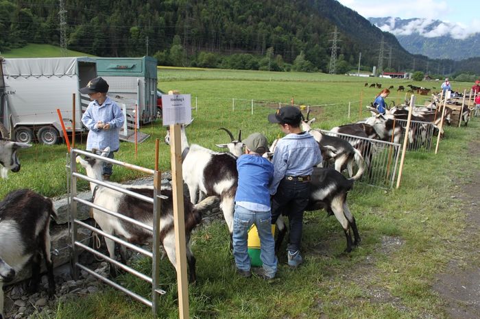 Copii si capritele Paun-32 - Rase de oi si capre poze deosebite 11