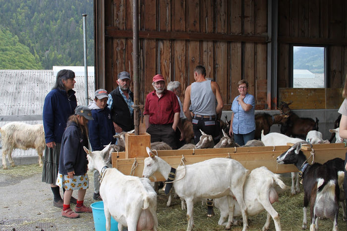 Numai frumuseti de capre-76u - Rase de oi si capre poze deosebite 11