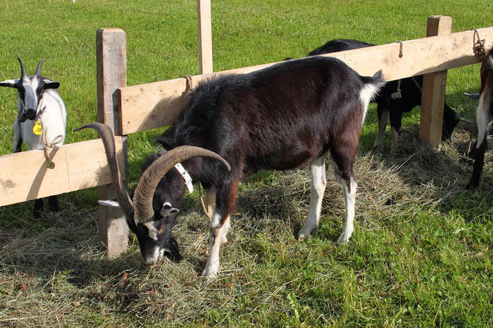 Tapul Thuringer -54fd - Rase de oi si capre poze deosebite 11