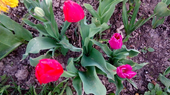  - LALELE- RUNCSOR 2016