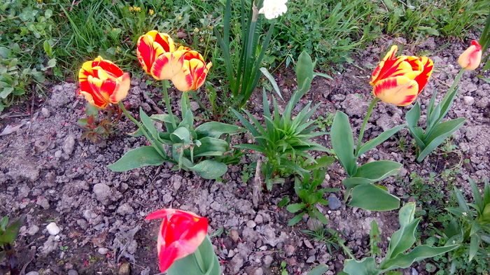  - LALELE- RUNCSOR 2016